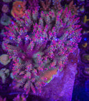 BC Bubblebath Unicorn Acropora