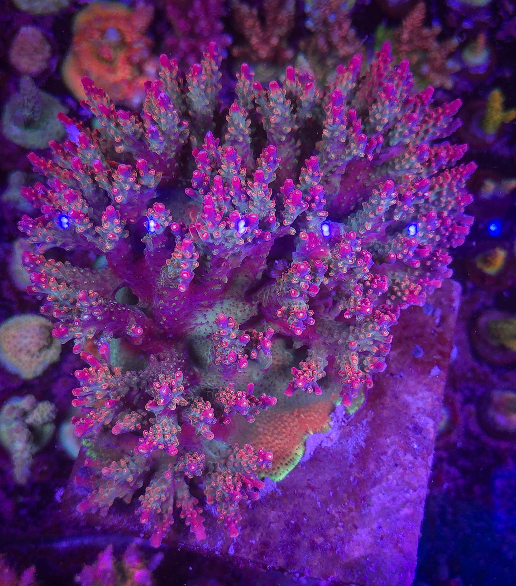 BC Bubblebath Unicorn Acropora
