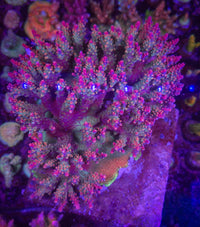BC Bubblebath Unicorn Acropora