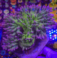 POTO Sidechick Acropora