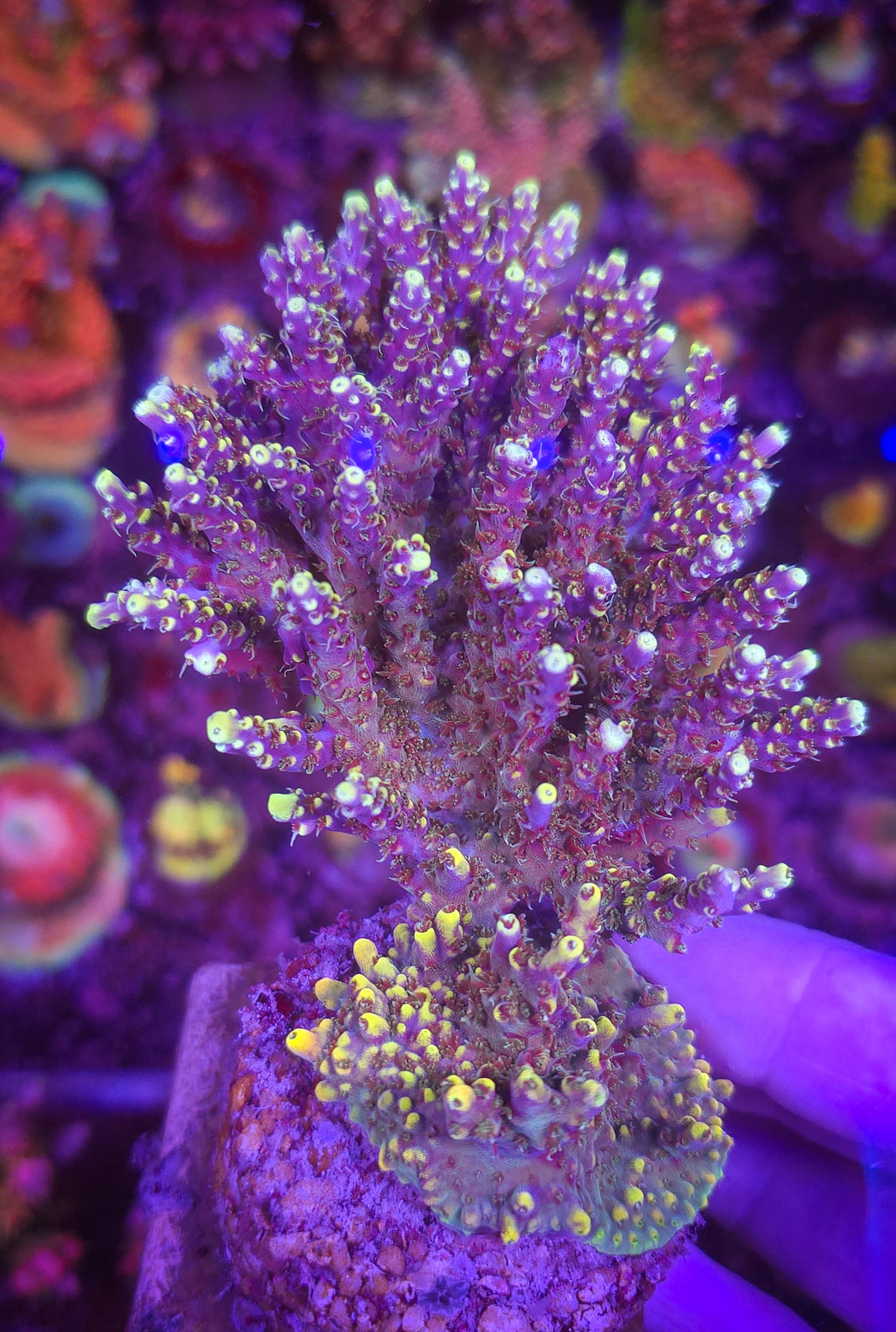 FHC Rocket Man Acropora