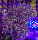 Rmf Candyland Acropora