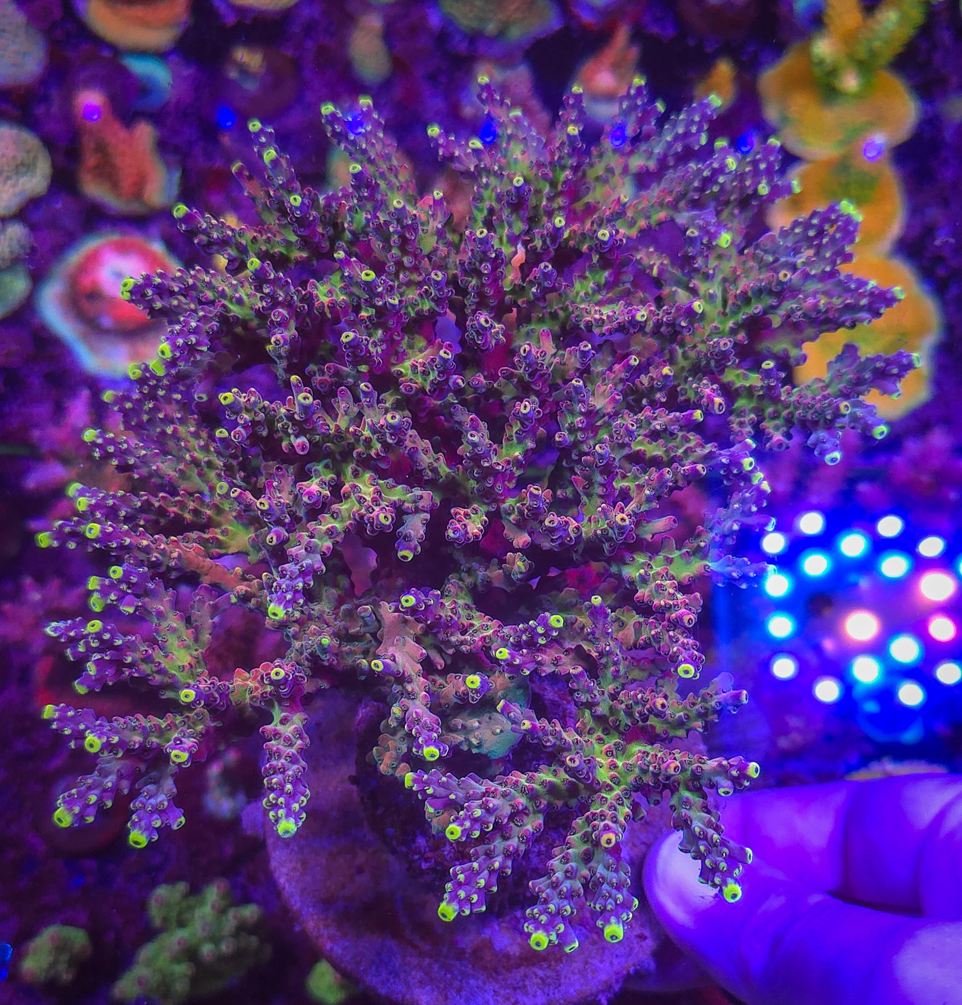 Rmf Candyland Acropora