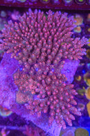 TSA Fruity Pebbles Acropora