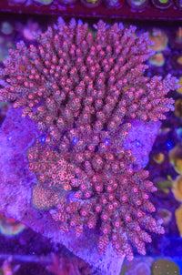 TSA Fruity Pebbles Acropora