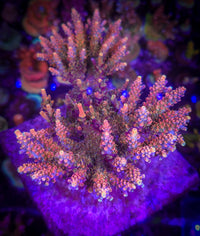 ACI Dreamweaver Acropora