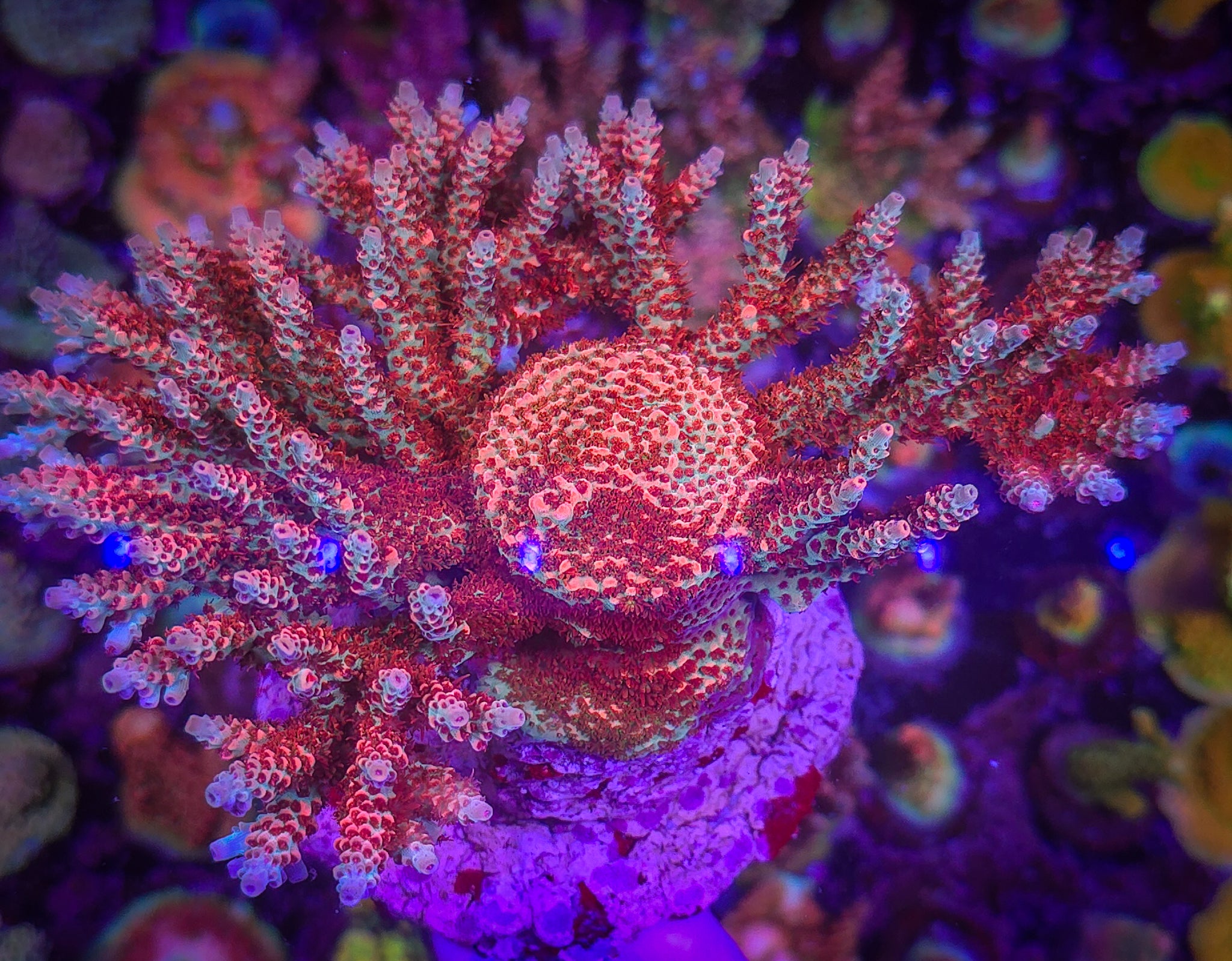 POTO Boomerang Acropora