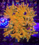 TGC Orange Creamsicle Acropora