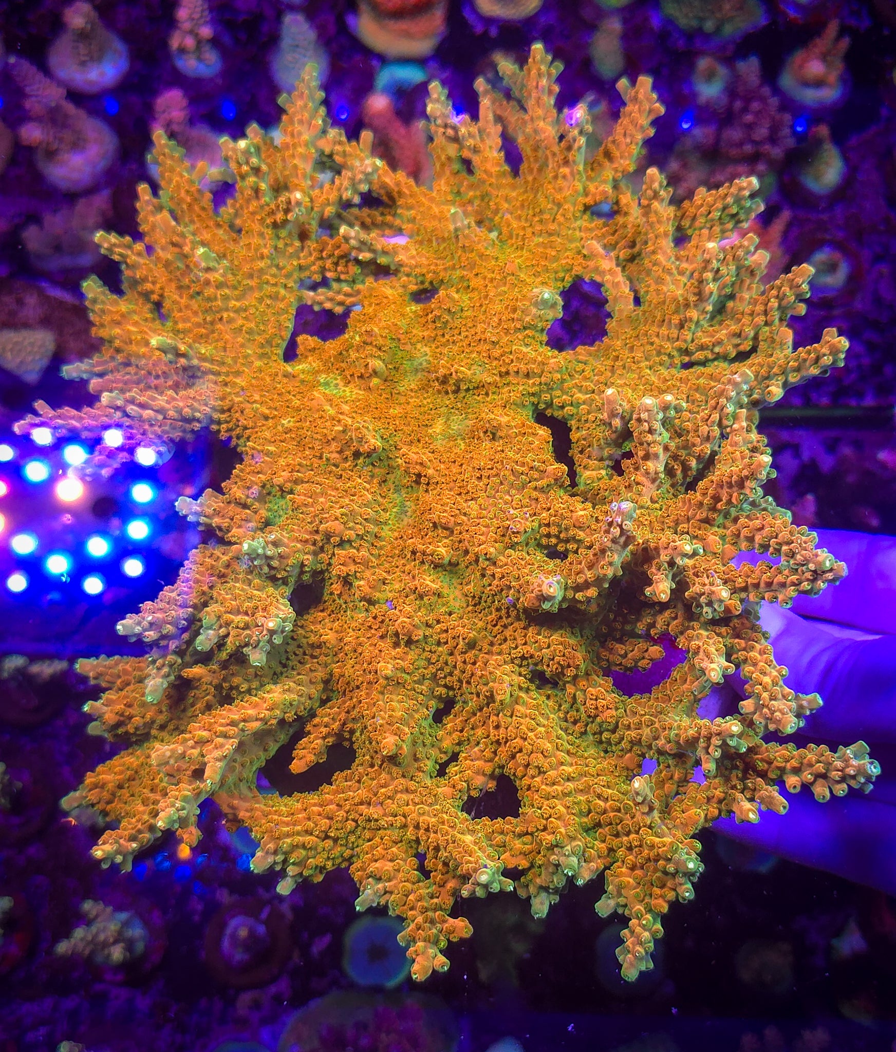 TGC Orange Creamsicle Acropora