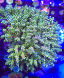 Rt. 66 Kaleidoscope Acropora
