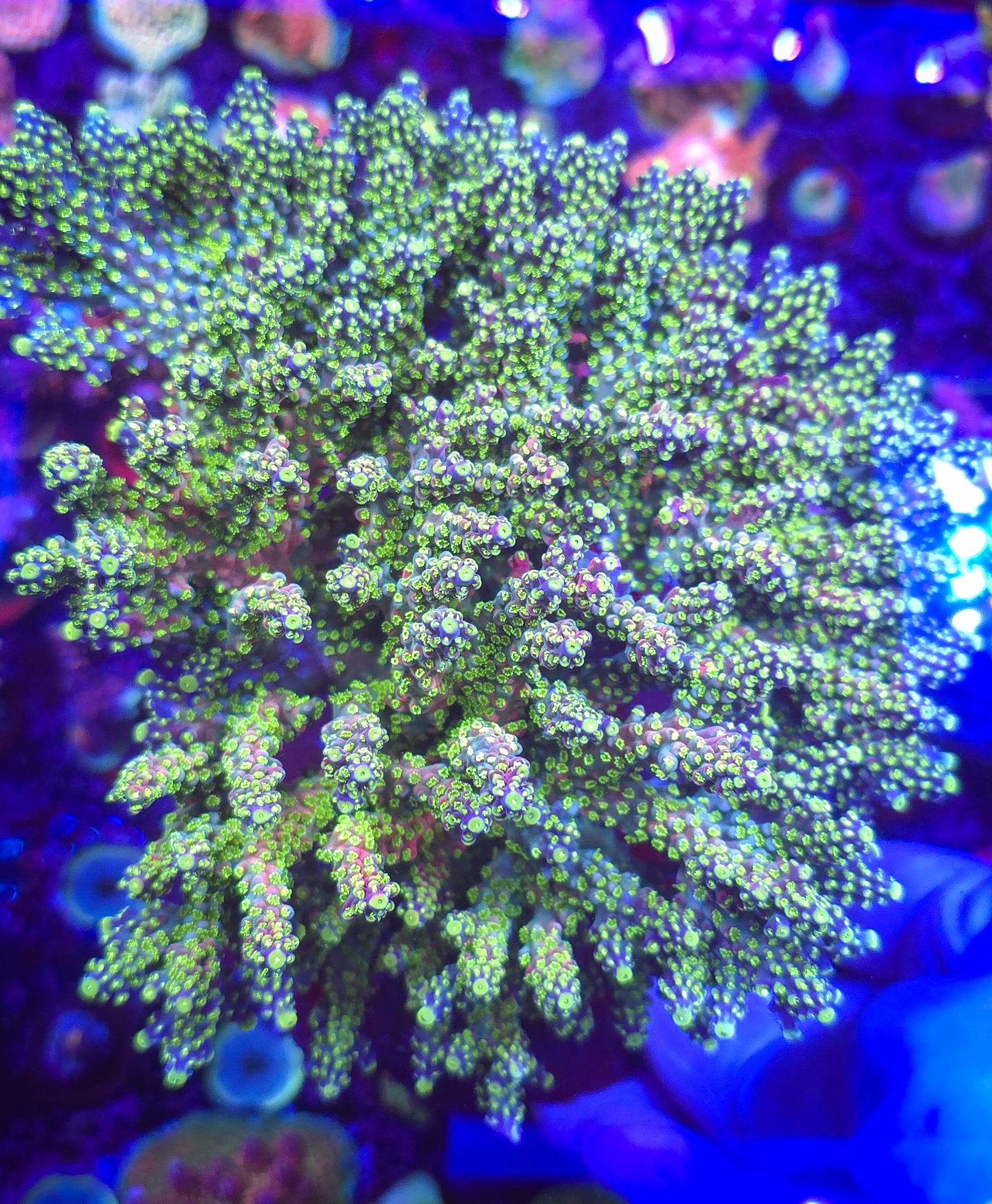 Rt. 66 Kaleidoscope Acropora