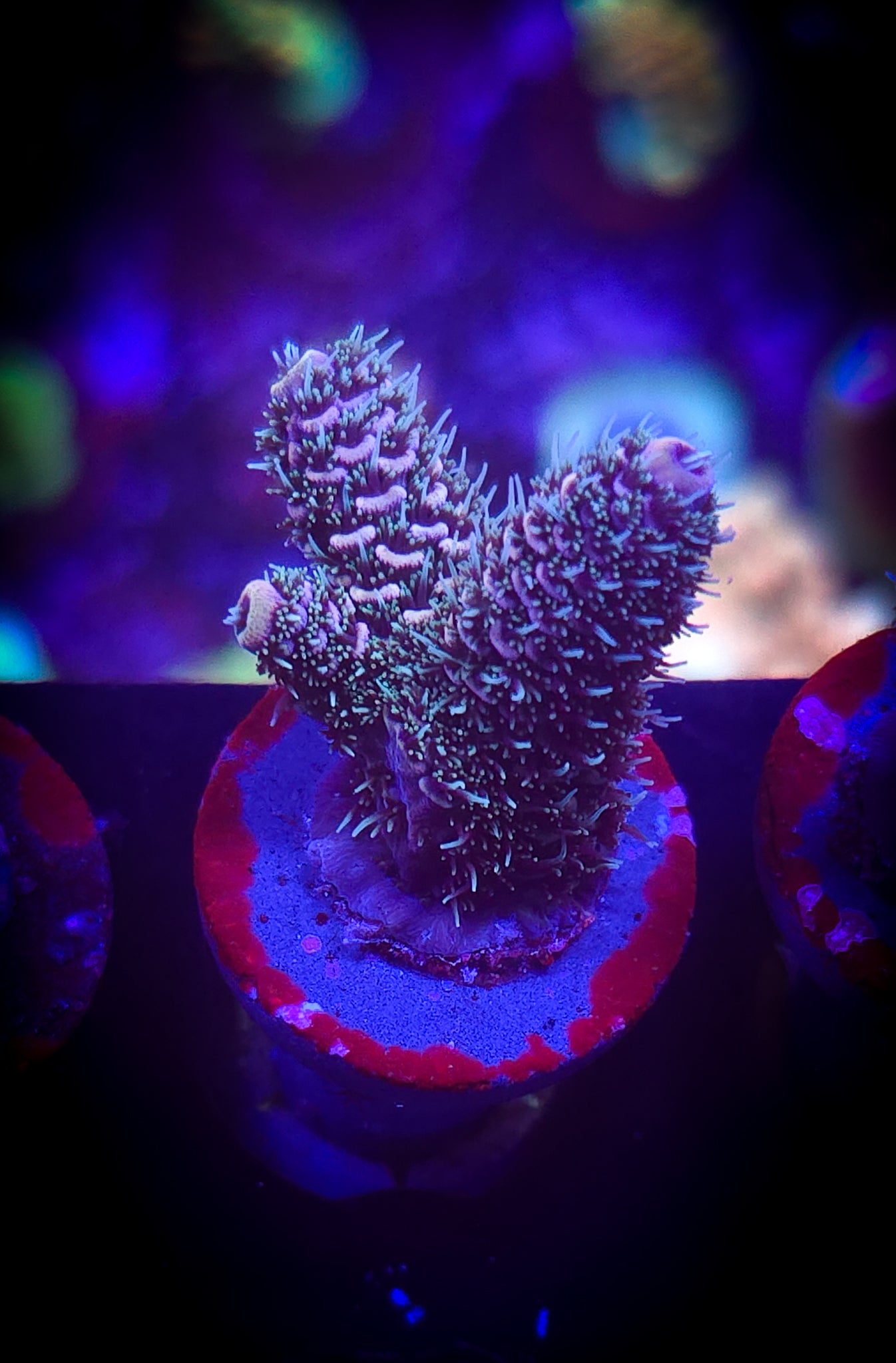 Jello Shot Millepora