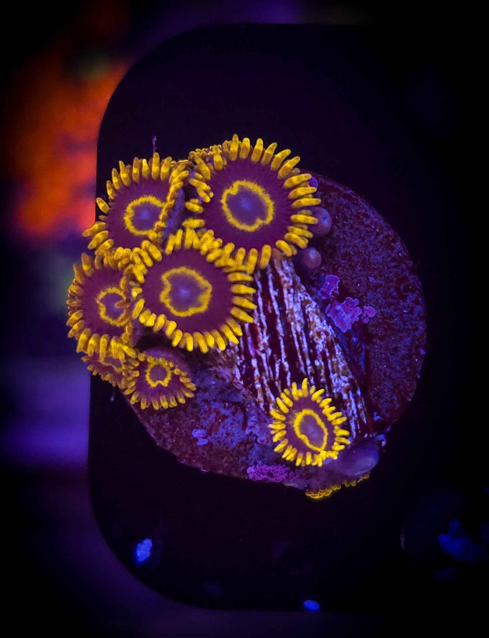 Purple Hornet Zoanthid