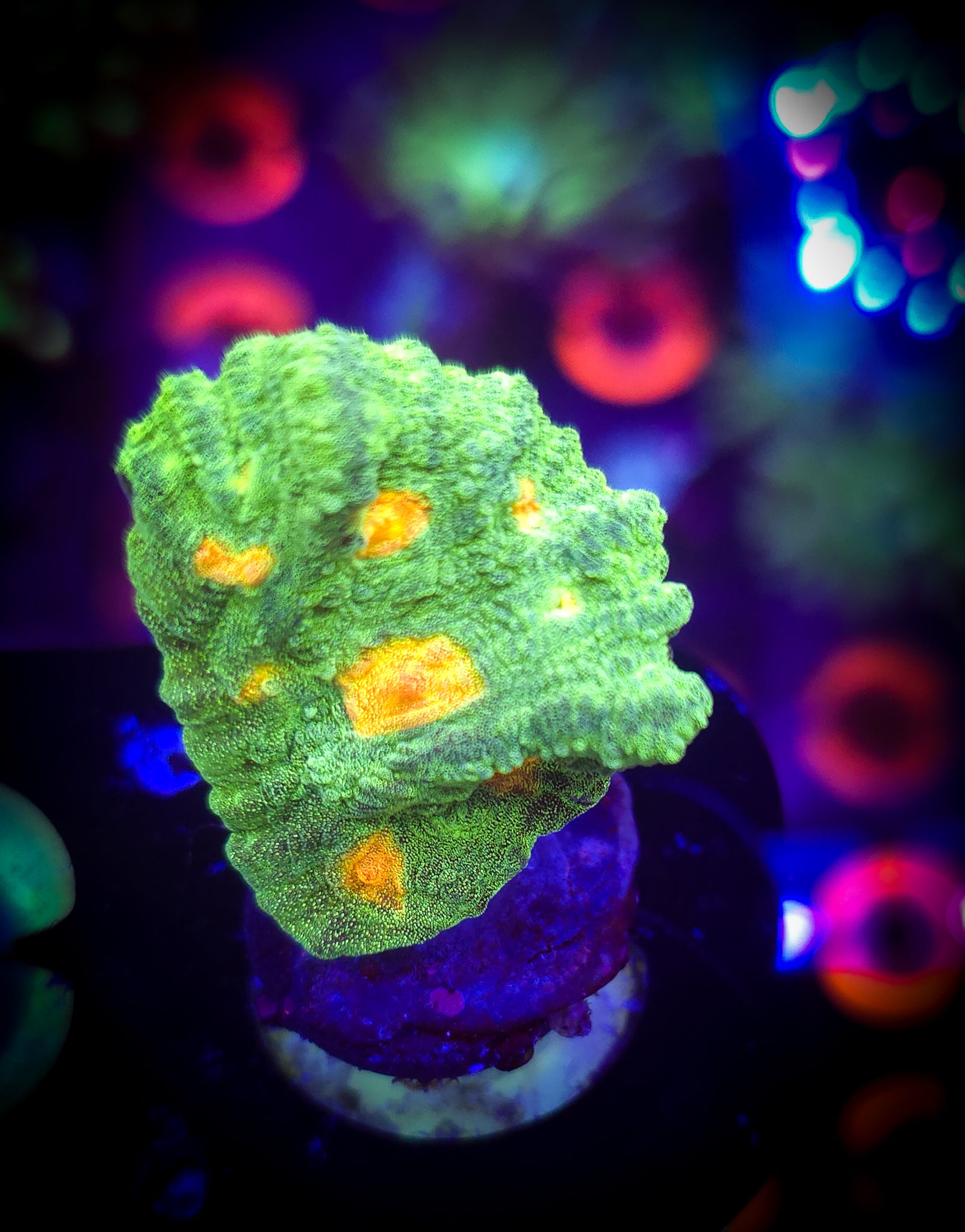 Space Invader Pectinia