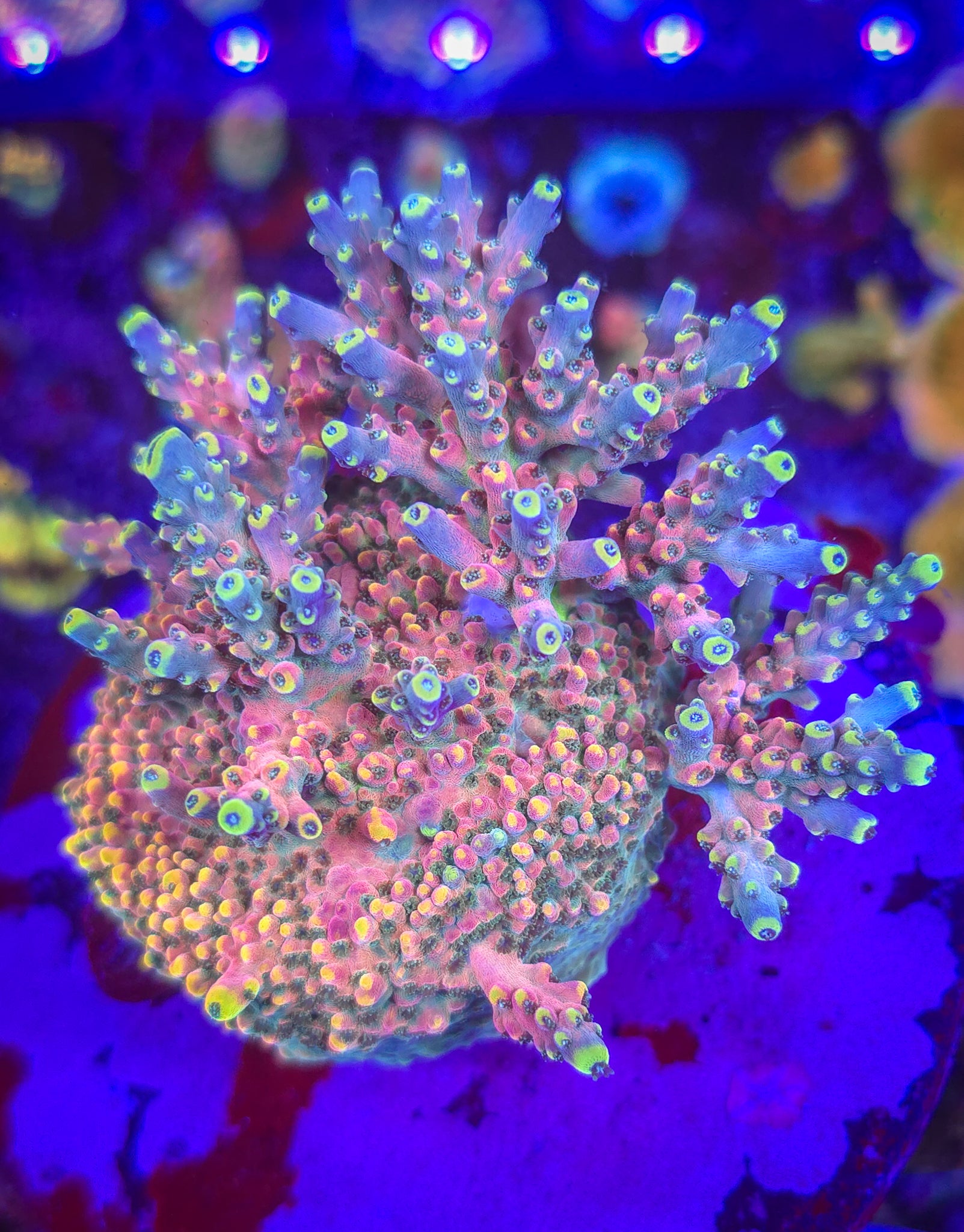 RR CJ's Pinky Acropora