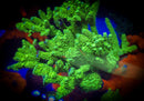 Green Highlighter Acropora