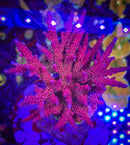 PC Rainbow Acropora