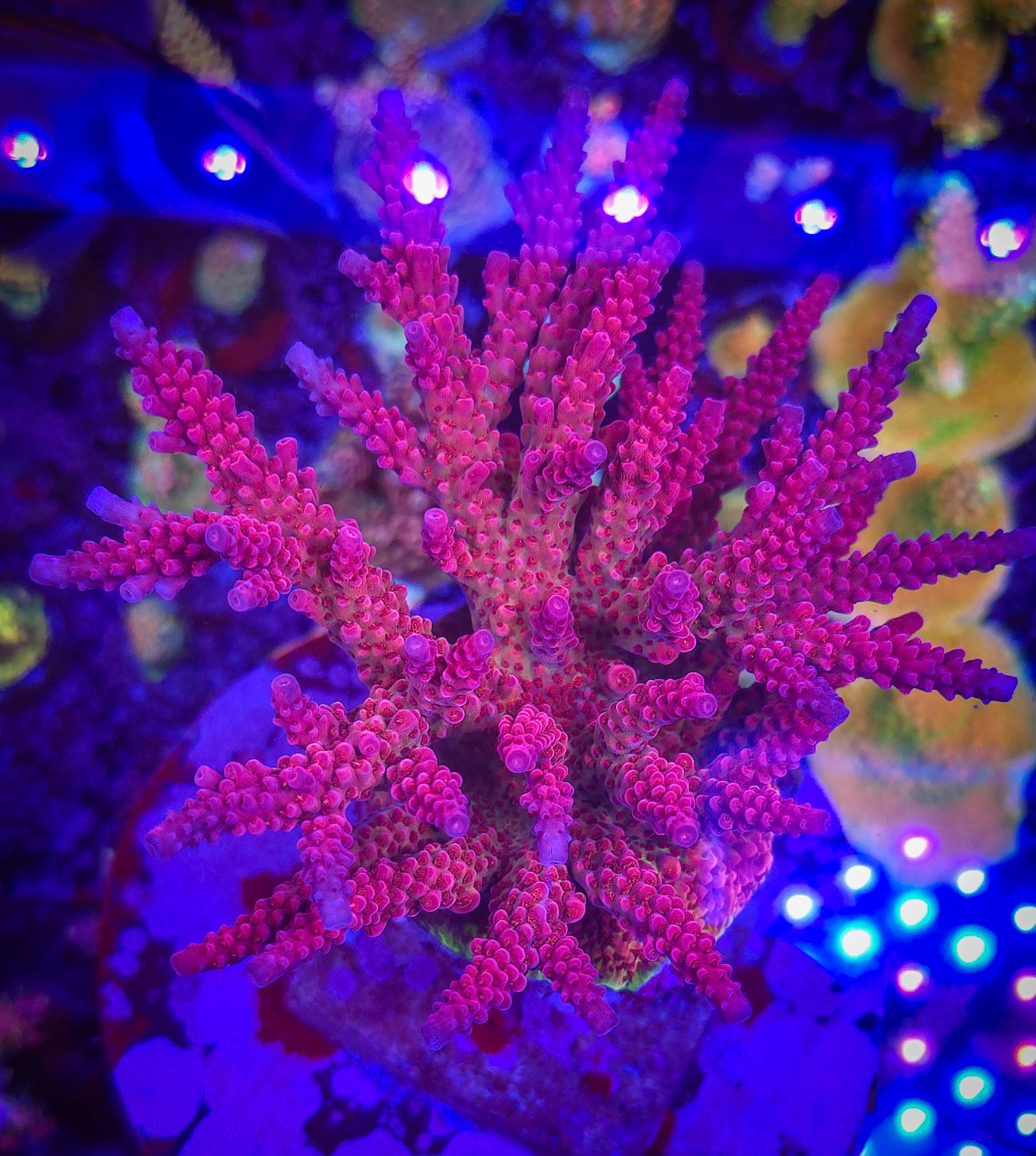 PC Rainbow Acropora