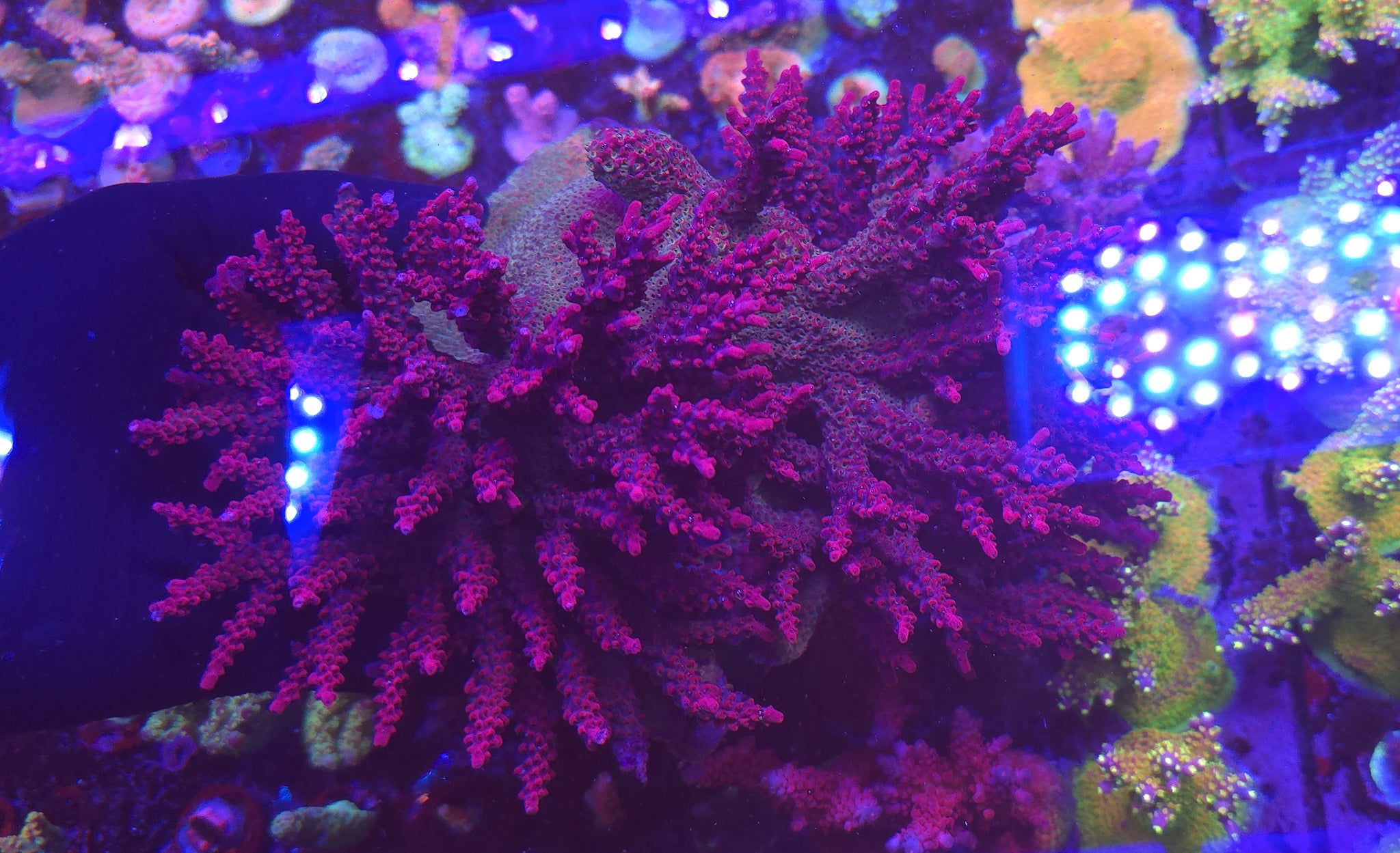 TSA Red Robin Acropora
