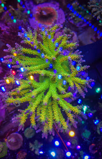 Paletta Pink Tip Acropora