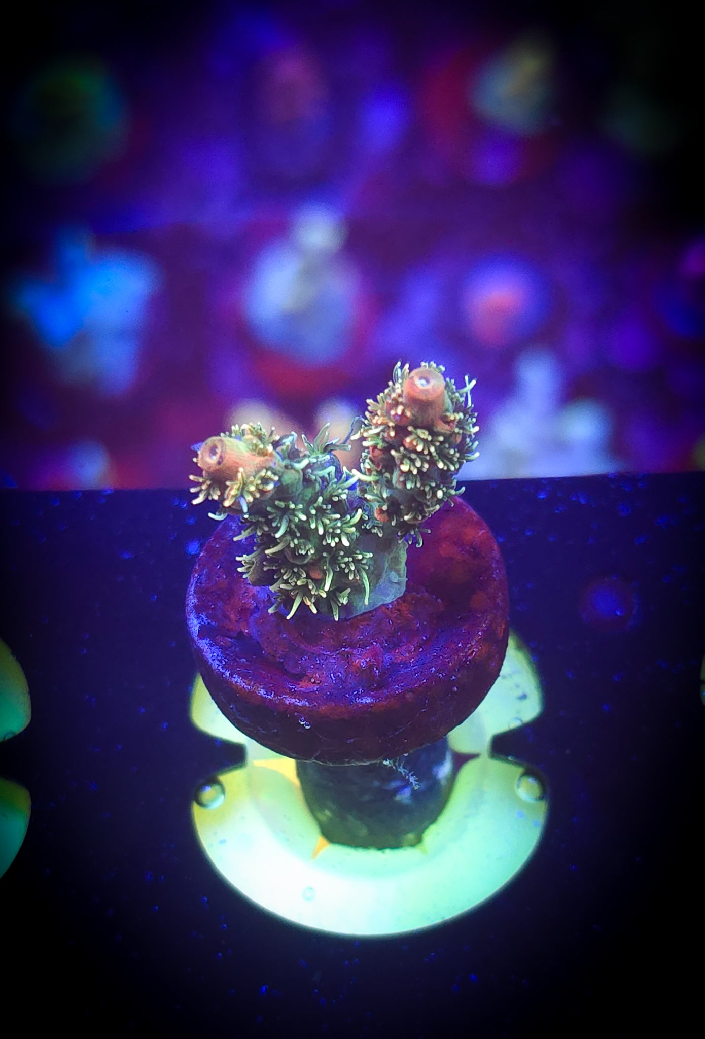 BC Sure Bert Shortcake Acro