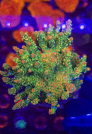 BC Sure Bert Shortcake Acro