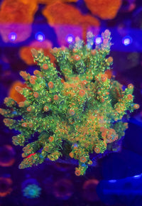 BC Sure Bert Shortcake Acro