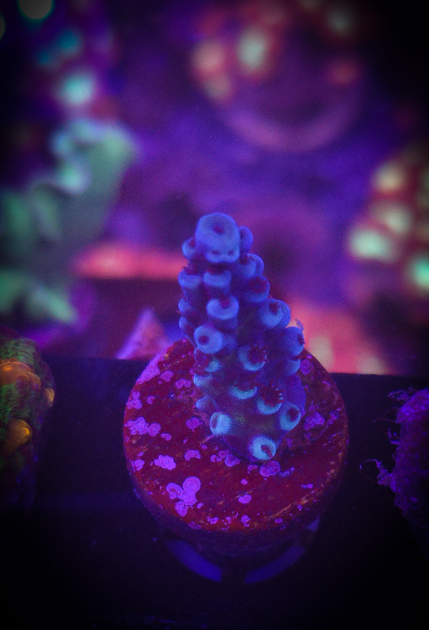 Oregon Blue Tort Acro