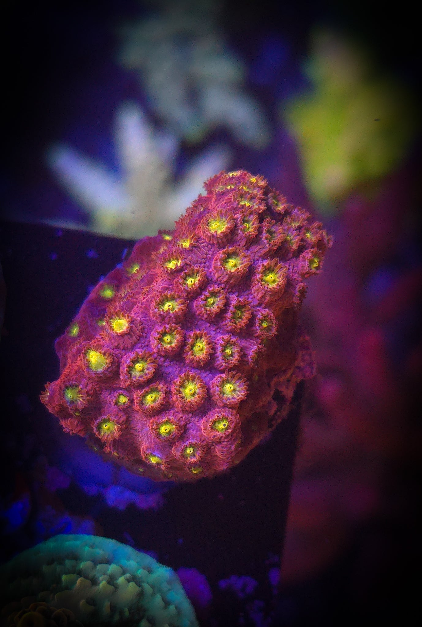 Bling Bling Cyphastrea