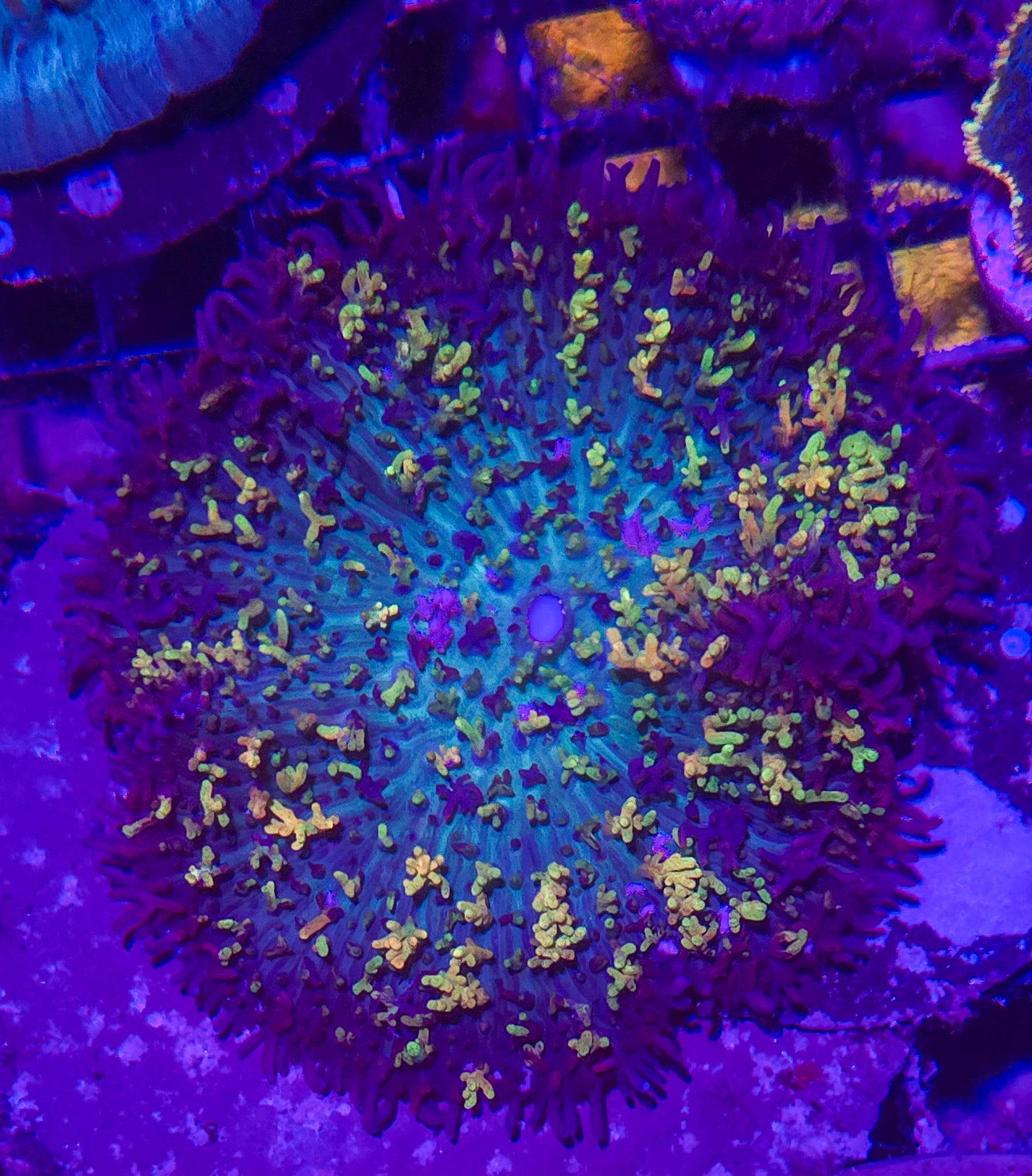 Magic Carpet Mushroom