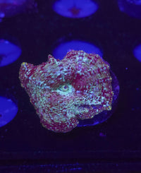 AC Tie Dye Discosoma Mushroom