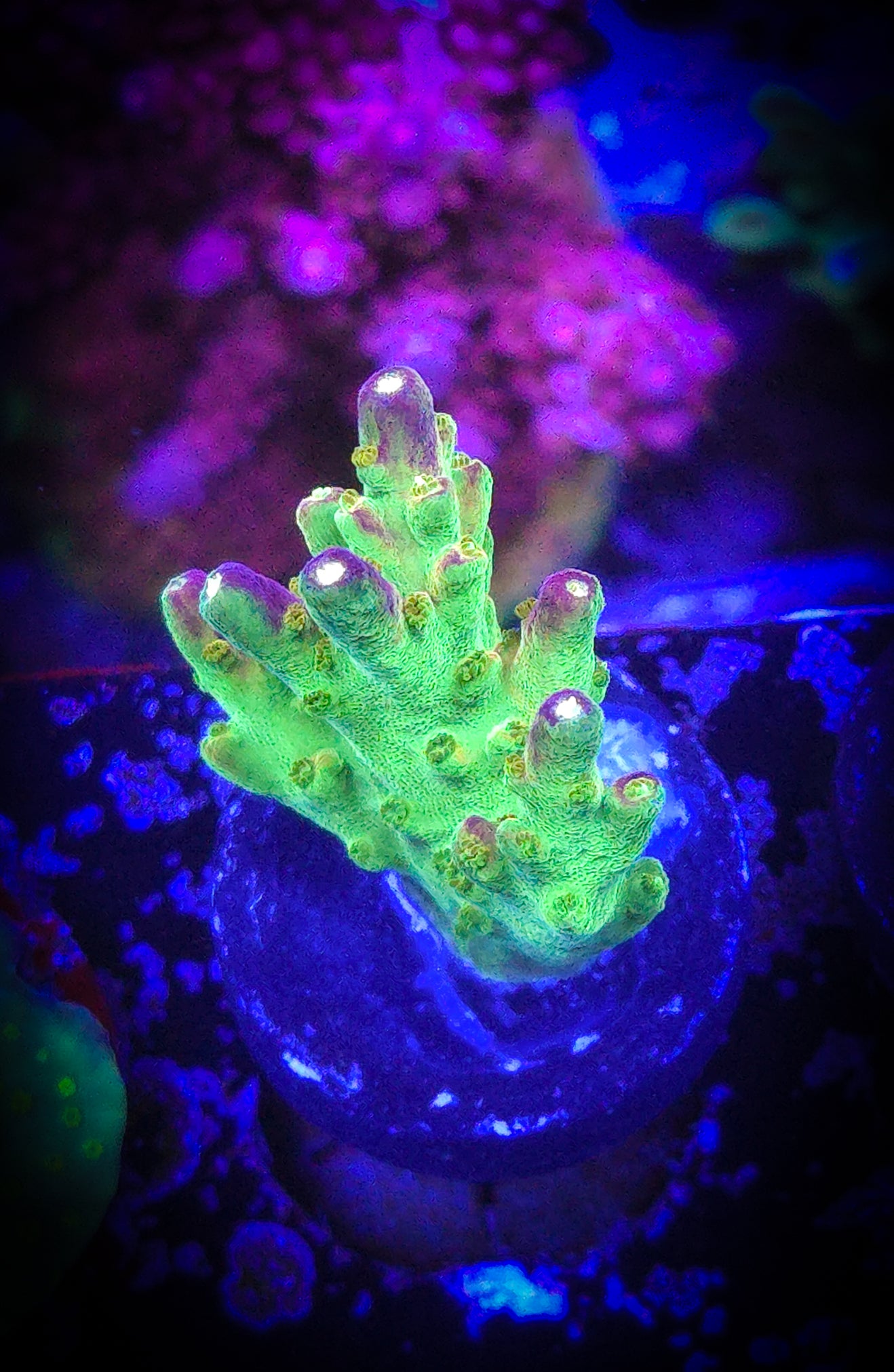 Paletta Pink Tip Acropora