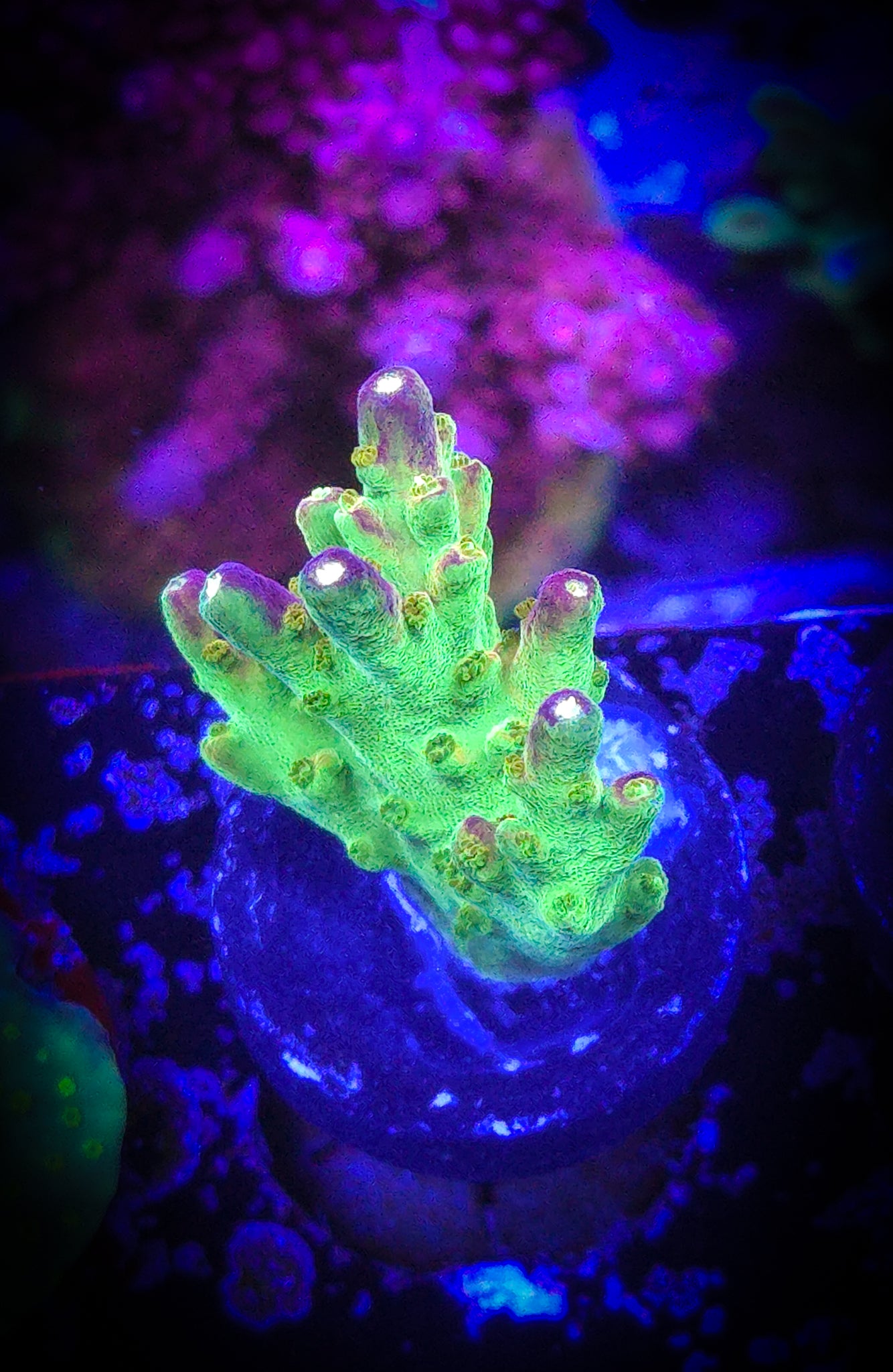 Paletta Pink Tip Acropora