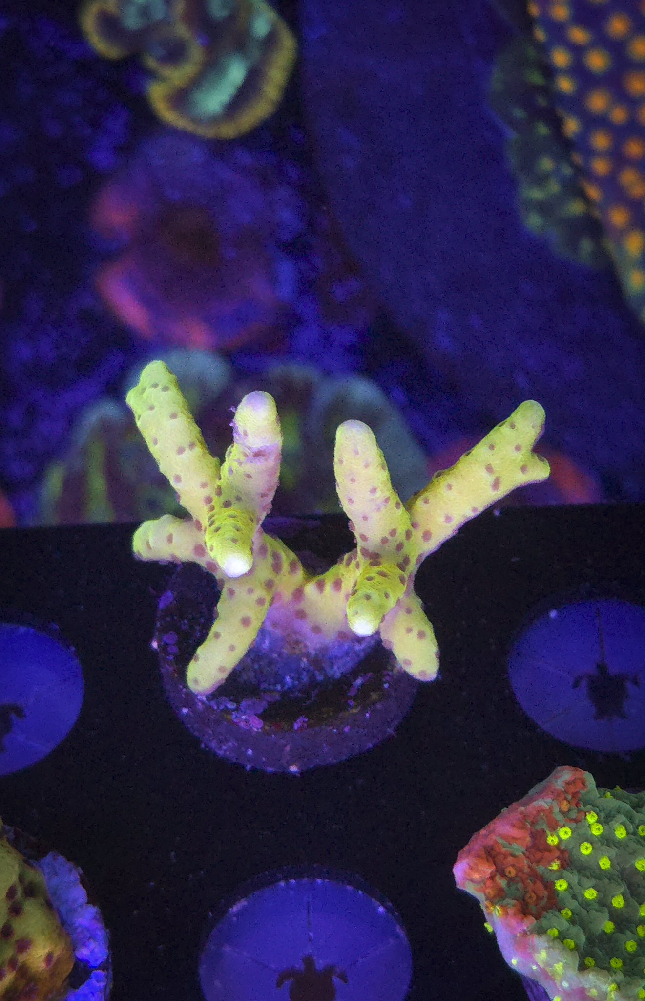 Goldenrod Anacropora