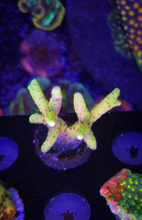 Goldenrod Anacropora