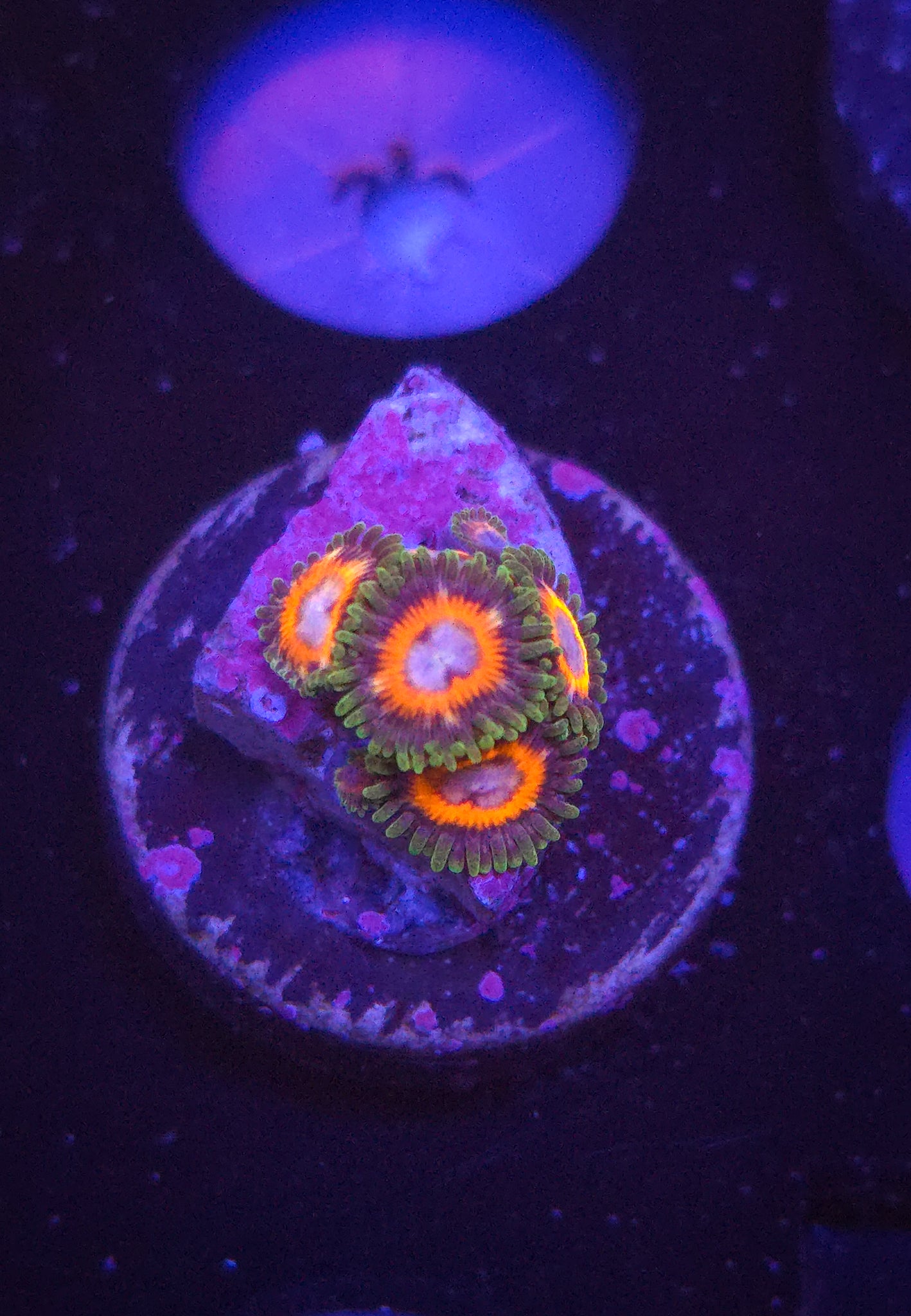 JF Fairy Tales Zoa