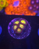Jurassic Park Zoa