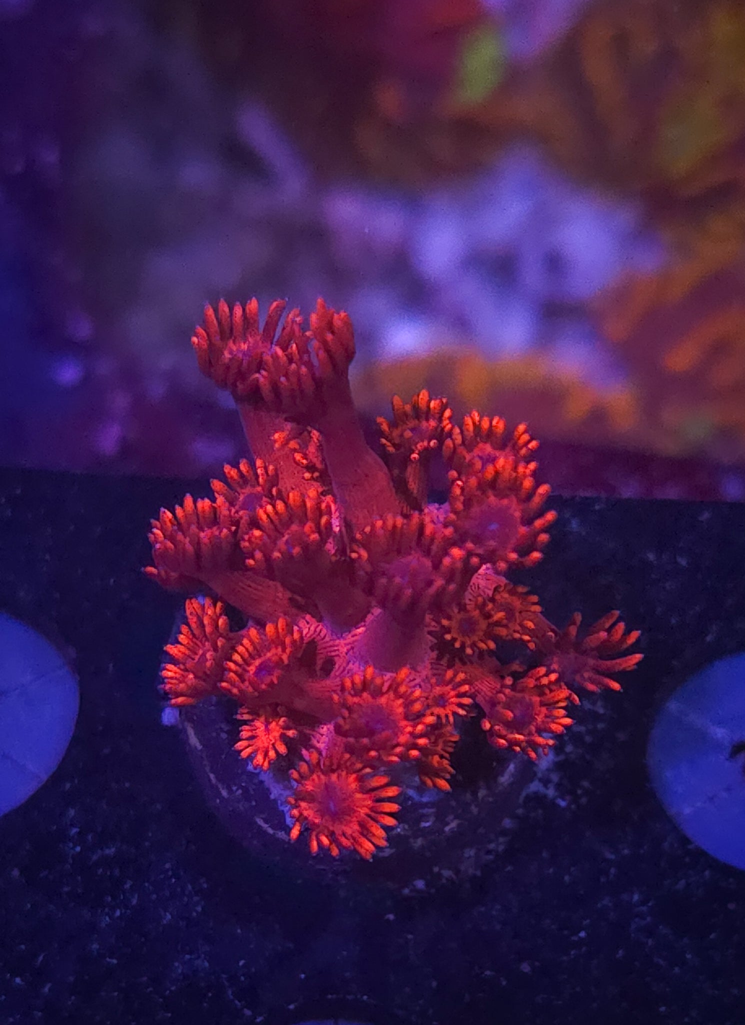 Cherry Red Goniopora