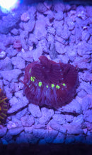 Glowbug Diaseris Plate