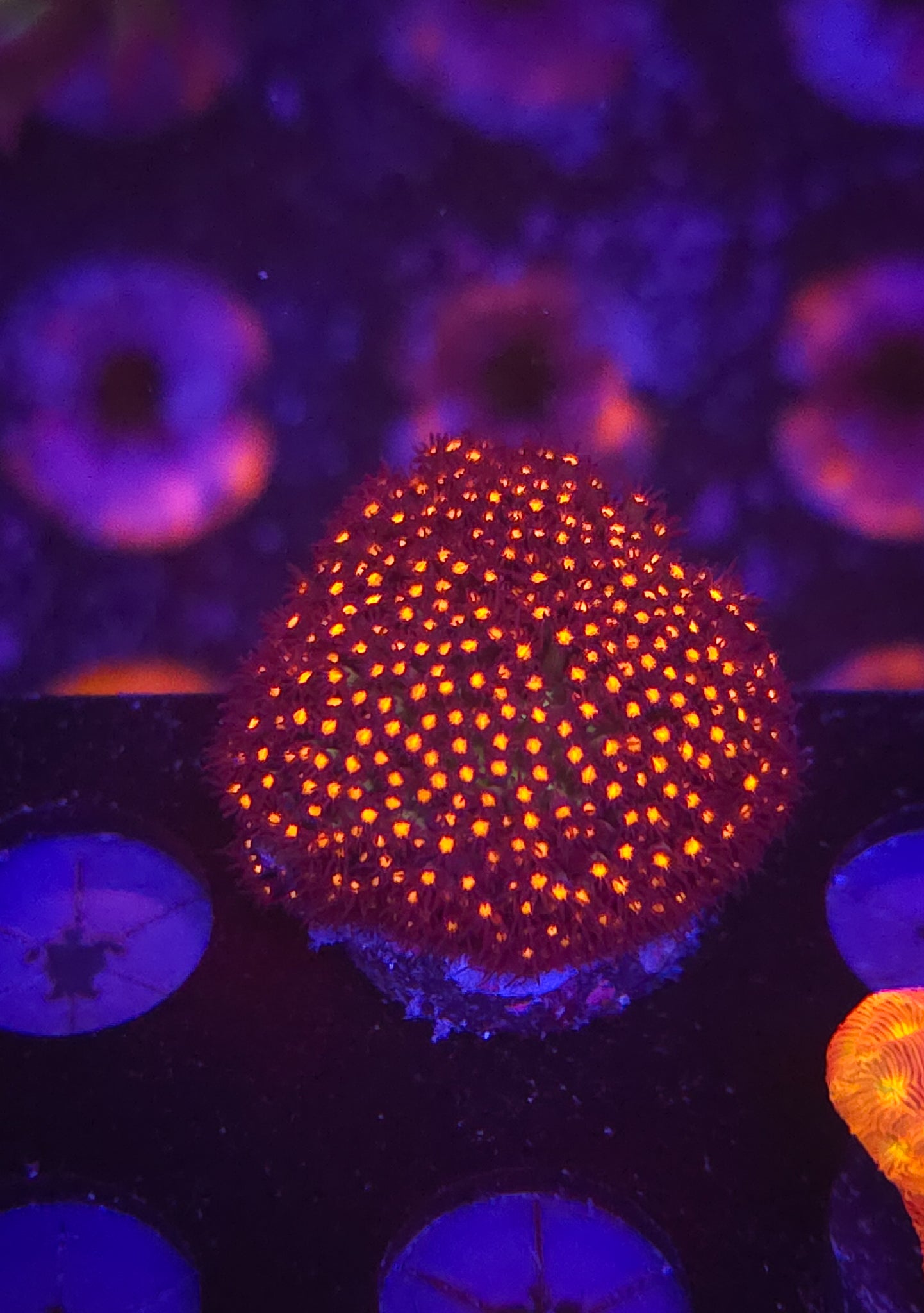 JF Sunset Stylociennia