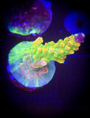 Graham's (GWS3) Grafted Acropora