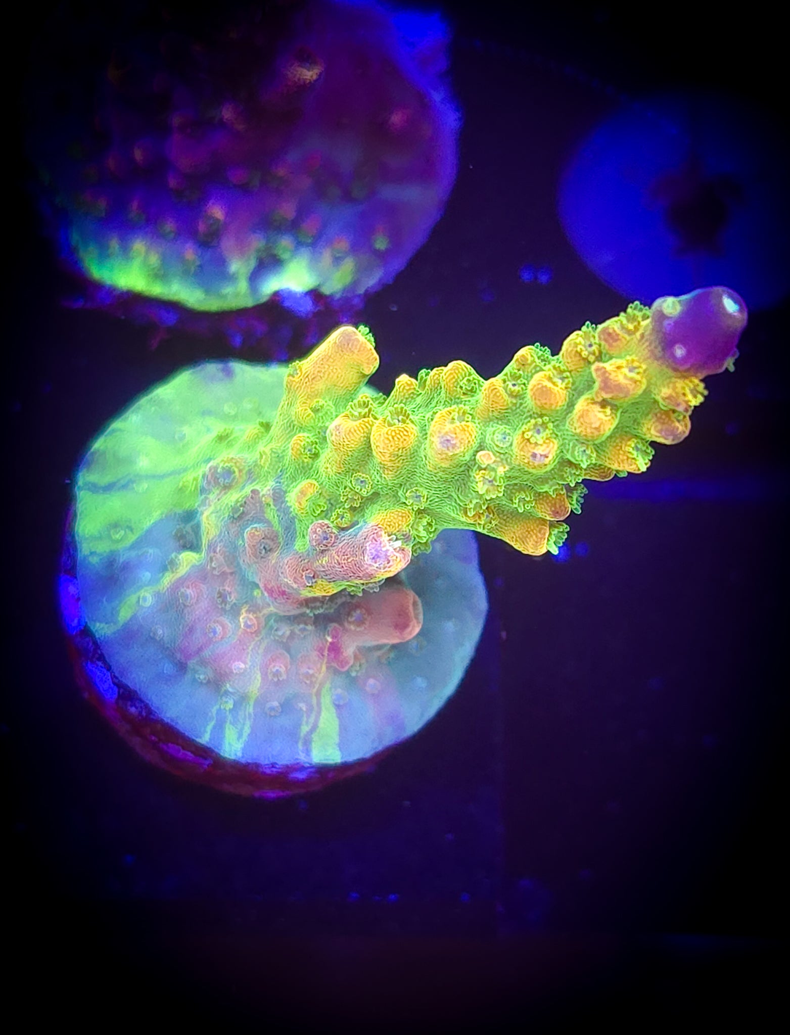 Graham's (GWS3) Grafted Acropora