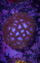 Ice Blue Leptastrea