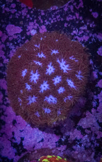 Ice Blue Leptastrea