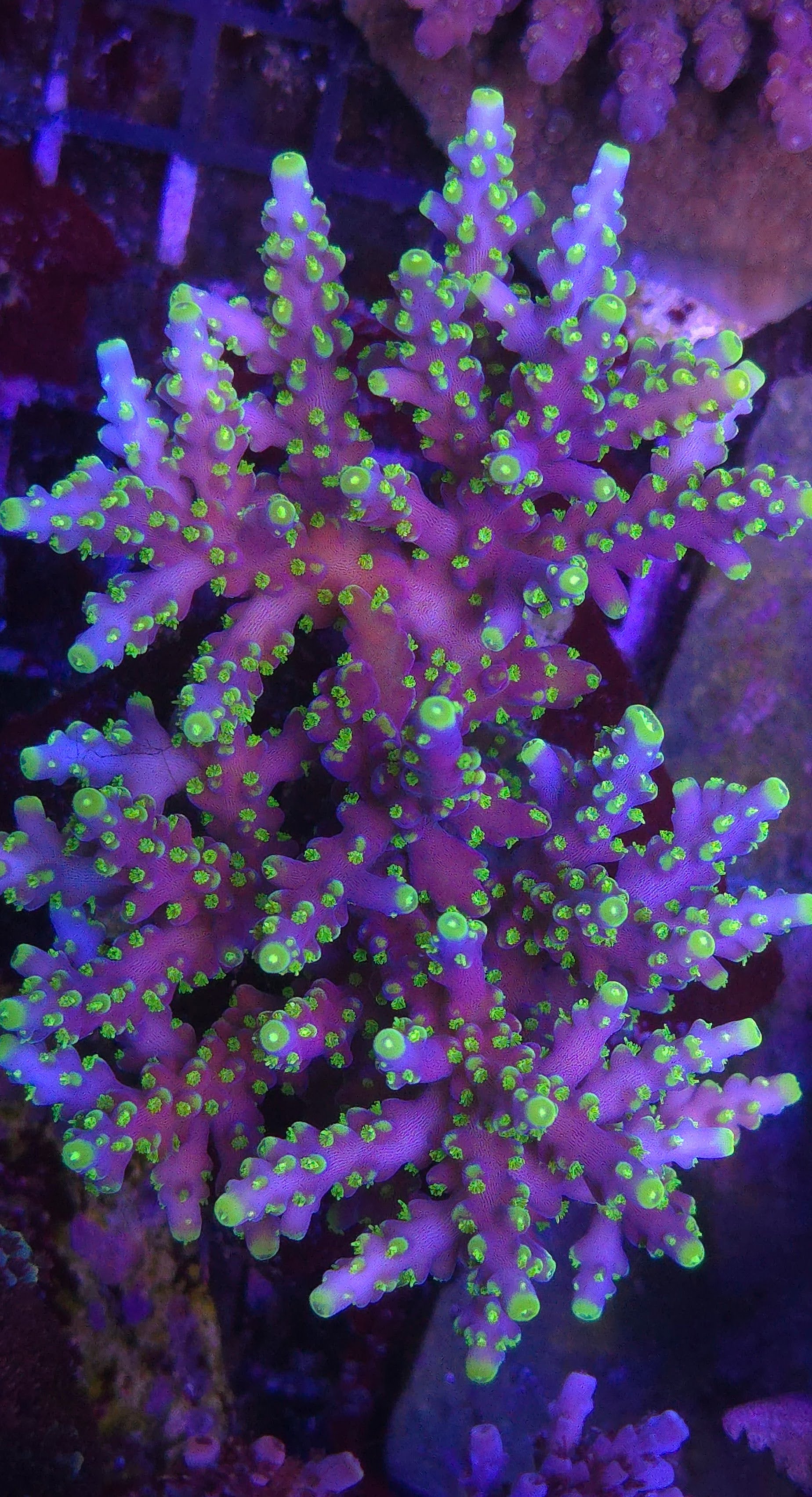 ARC Proximo Acropora