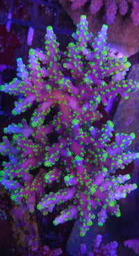 ARC Proximo Acropora