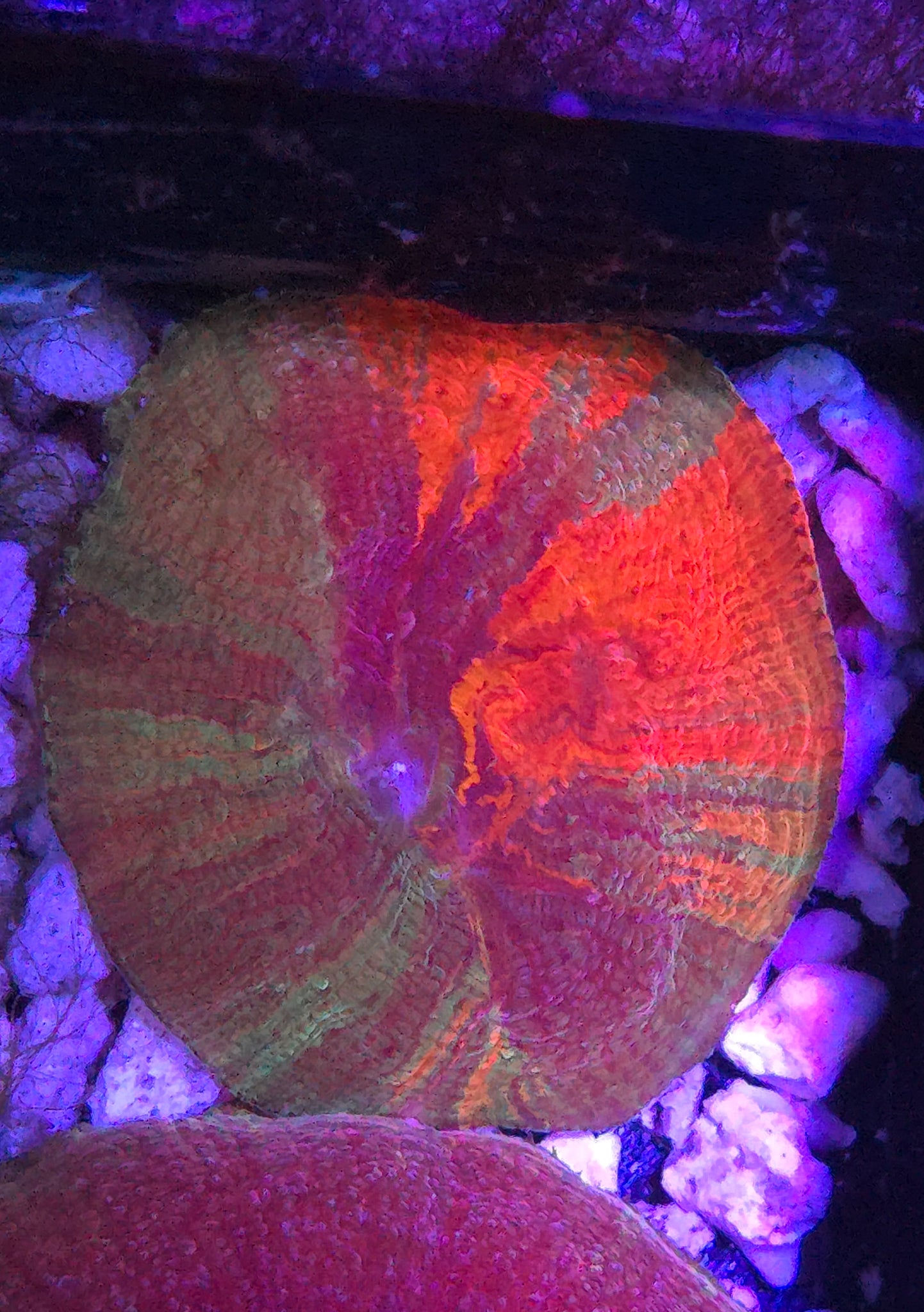 WWC Diablo Diaseris Plate Coral