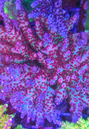 AC Very Berry Blast Acro