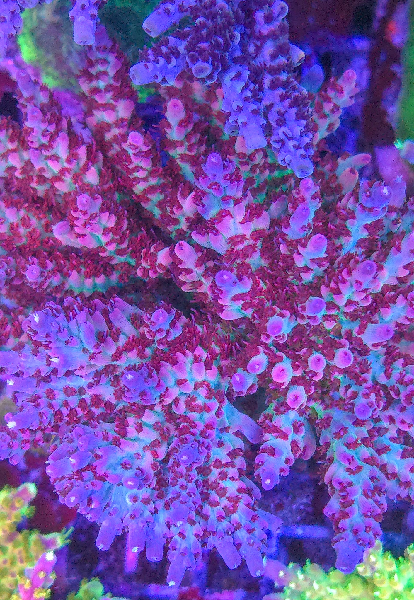 AC Very Berry Blast Acro