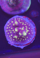ARC Black Dragon Acropora